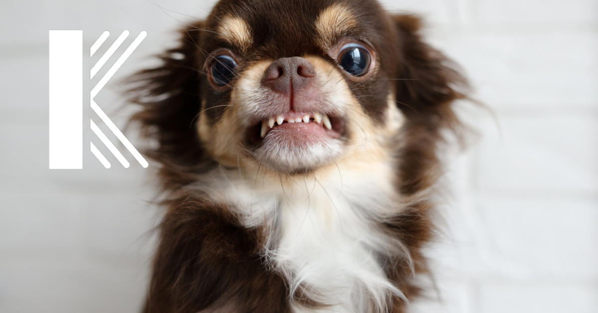 What Happens If a Client Gets Bitten at Your Veterinary Clinic