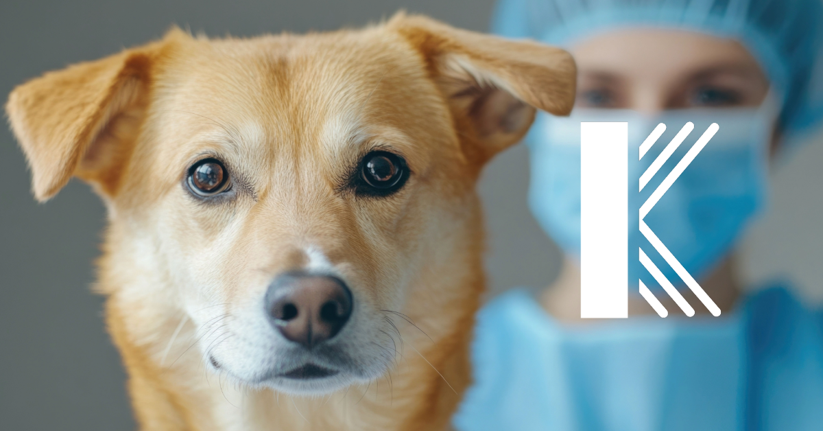 What Happens If a Pet Owner Sues for Emotional Distress in Louisiana?
